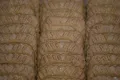 Speculaas koekjes