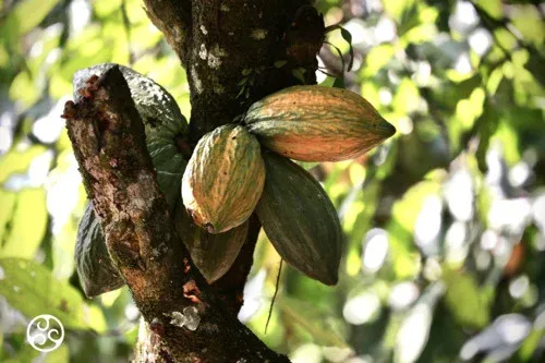 Chocolade druppels puur Callebaut 80% - zak 1 kilo