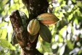 Chocolade druppels Puur bakvast Callebaut - zak 1 kilo